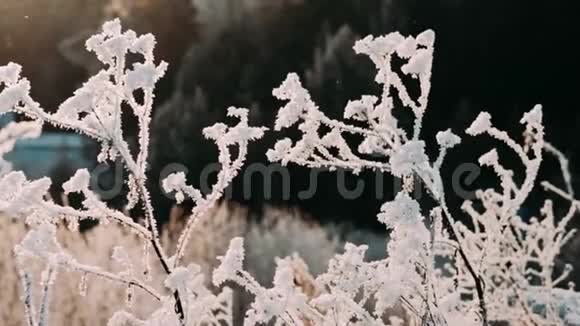 枯冻的枝干冬日的雪雪中的阳光刺眼的美景视频的预览图