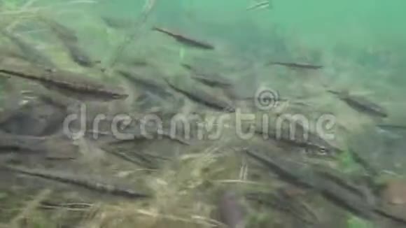 一群小鱼在被洪水淹没的春田里视频的预览图