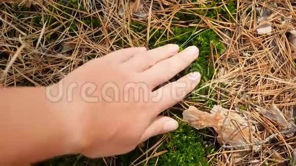 特写4k视频女子轻轻触摸和移动她的手在落叶和绿色苔藓生长在地面上视频的预览图