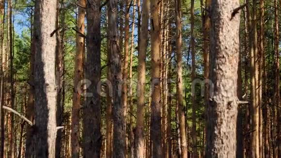 阳光明媚的一天云杉林中生长着美丽的高火树视频的预览图