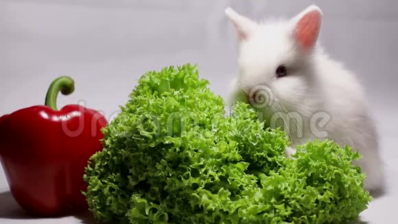 美丽的兔子和红胡椒视频的预览图