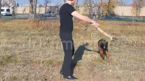 一个人训练他的德国牧羊犬煽动狗在抓钩诱饵和使狗跳一只狗抓住了狗视频的预览图