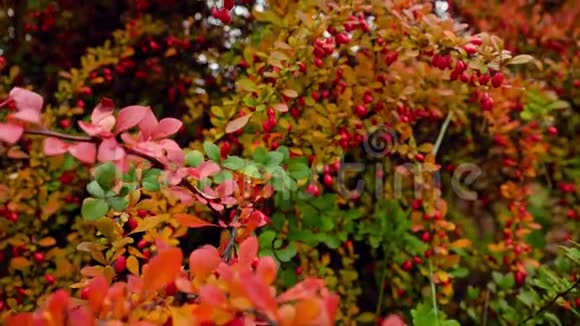 特写4k镜头美丽的灌木丛与红色和绿色的莱夫和浆果摘要秋季背景或背景视频的预览图