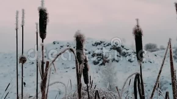 在寒冷的冬天的早晨芦苇在微风中摇曳在微风中摇曳冰霜的芦苇视频的预览图