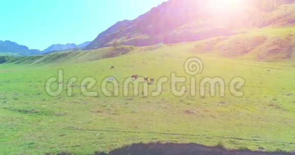 在草地上飞过野马群春山野自然自由生态概念视频的预览图