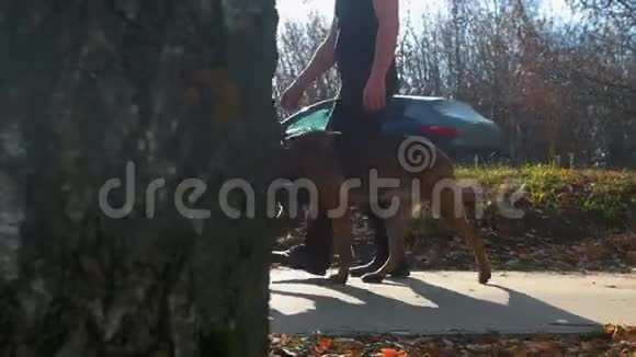 一名男子与他的德国牧羊犬的德国牧羊犬在公园里散步视频的预览图