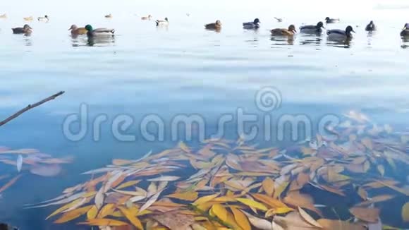 池塘里的鸭子和漂浮的叶子视频的预览图