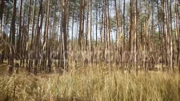 4k摄像机在森林草地上穿过高草地视频的预览图