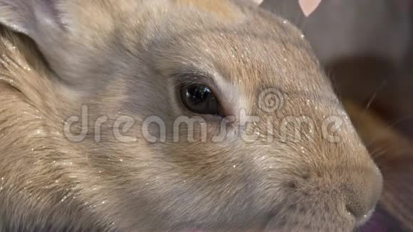 兔子脸的特写光芒闪烁视频的预览图