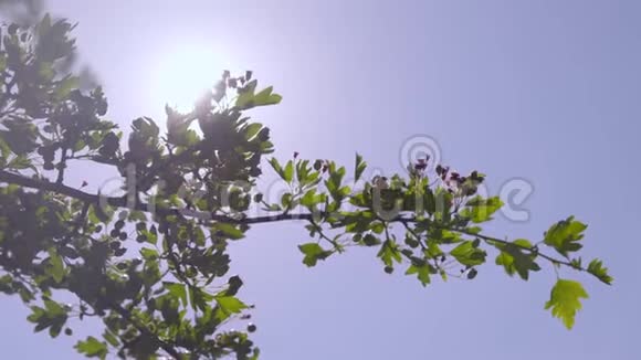 树枝在微风中摇曳的近处视频的预览图