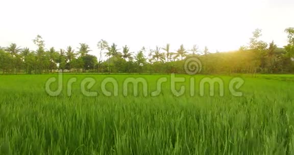美丽稻田的景色视频的预览图