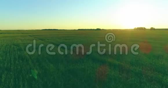 夏季阳光充足的夜晚低空飞行在乡村夏田之上有着无尽的黄色景观地平线上的太阳视频的预览图