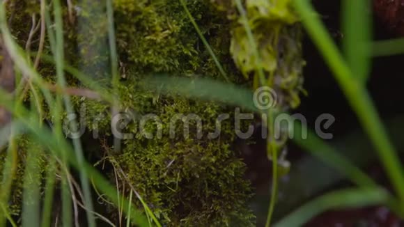 英国德比郡沼泽草湿地视频的预览图