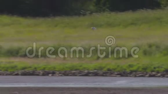 英国峰区飞鸟视频的预览图