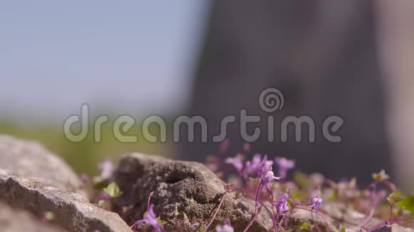 一座岩石鲜花和一座古老的石墙视频的预览图