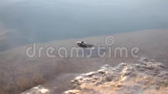 青蛙坐在水里的岩石上视频的预览图