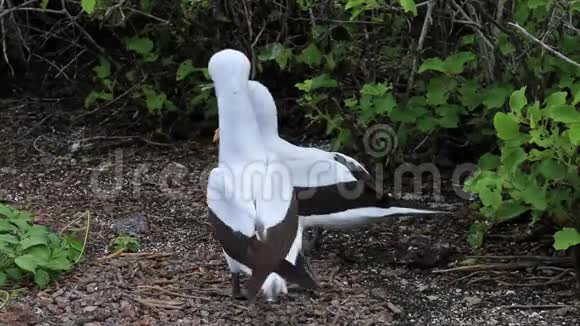 厄瓜多尔加拉帕戈斯国家公园热诺维萨岛鸟巢上的纳斯卡潮视频的预览图