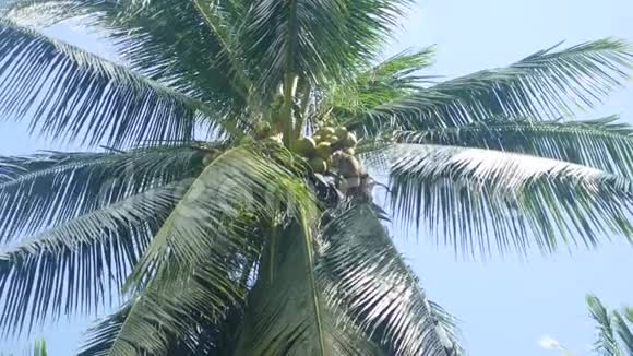 蓝天背景上的棕榈树视频的预览图
