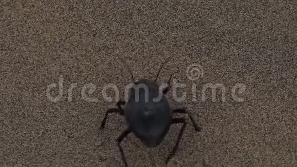 在沙漠中活动的昆虫视频的预览图