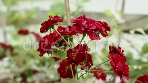 美丽的簇红花随风摆动近景植物背景视频的预览图