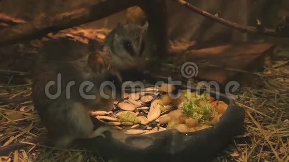 相思鼠吃南瓜子视频的预览图