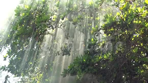 阳光和烟雾通过树枝视频的预览图