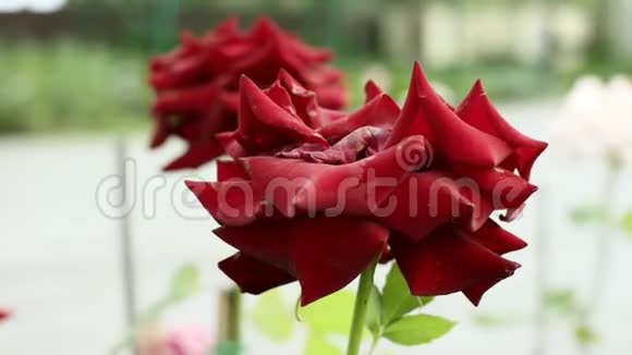 外面生长着美丽的红玫瑰花近景视频的预览图