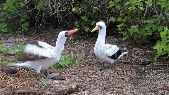 厄瓜多尔加拉帕戈斯国家公园热诺维萨岛鸟巢上的纳斯卡潮视频的预览图