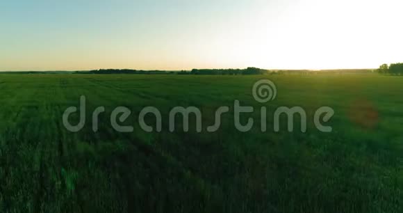 夏季阳光充足的夜晚低空飞行在乡村夏田之上有着无尽的黄色景观地平线上的太阳视频的预览图