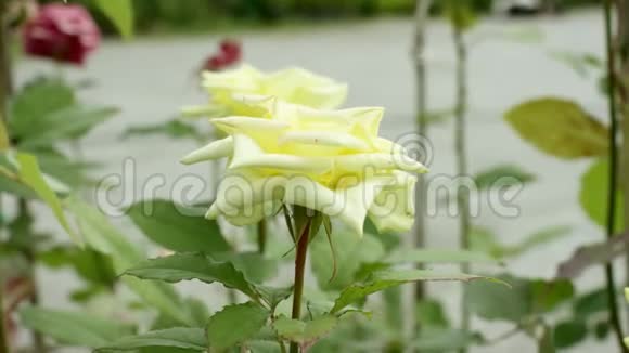 美丽的黄玫瑰花生长在外面特写侧景视频的预览图