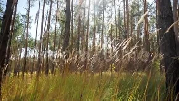 在阳光明媚的日子里森林里高草高草的特写视频视频的预览图
