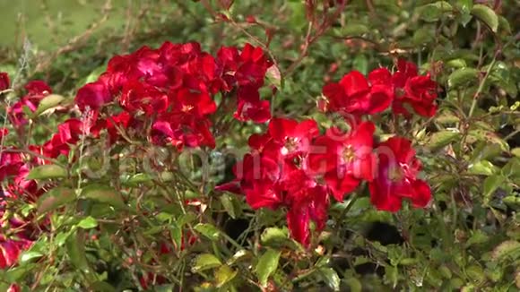 有大的红花的灌木视频的预览图