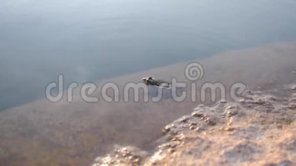 青蛙坐在水里的岩石上视频的预览图