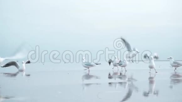 冬天波罗的海的海鸥视频的预览图