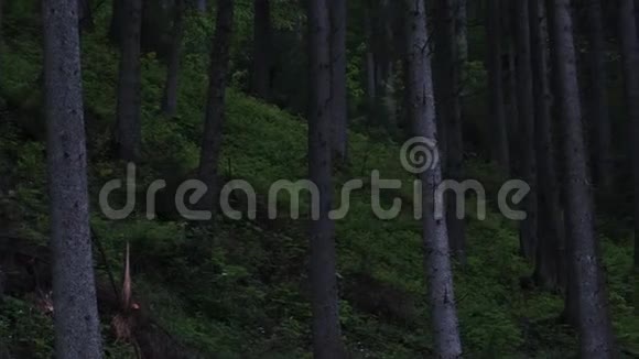 喀尔巴阡山脉山谷里的村庄森林里的洛基河边把松树关紧视频的预览图