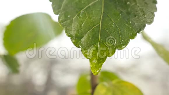 水滴顺着绿叶流下来慢动作特写视频的预览图