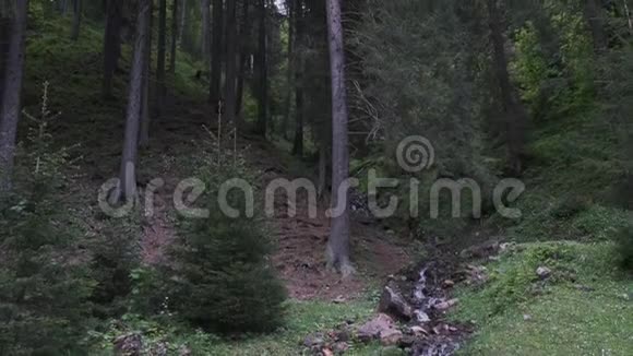 喀尔巴阡山脉山谷里的村庄森林里的洛基河边把松树关紧视频的预览图