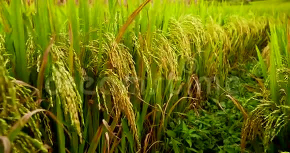 稻田绿色农业生态系统亚洲水稻稻田越南绿色农场收获农业种植黄金视频的预览图