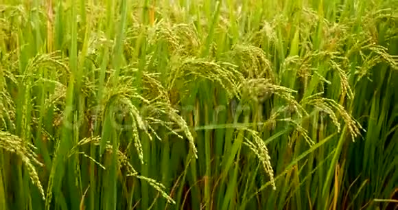 稻田绿色农业生态系统亚洲水稻稻田越南绿色农场收获农业种植黄金视频的预览图
