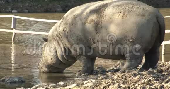 湖中的白犀牛饮用水视频的预览图