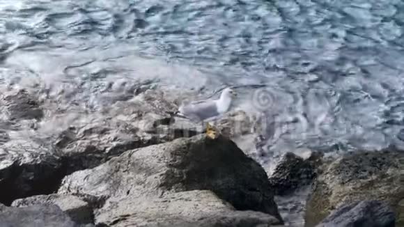 4K慢动作视频美丽的海鸥坐在悬崖上面对海浪翻滚在岩石上破碎视频的预览图