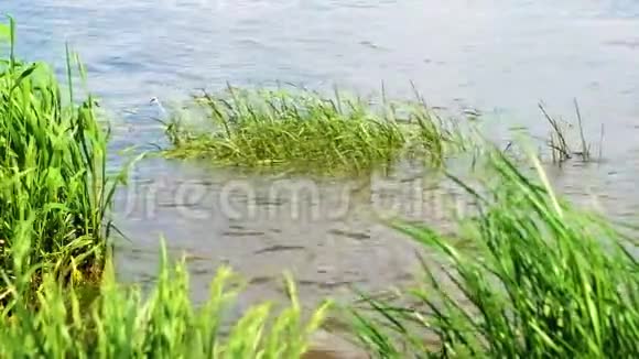 洪水淹没了湖面上的芦苇视频的预览图