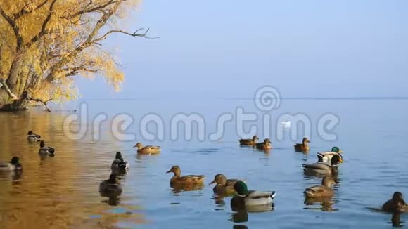 池塘里的鸭子和漂浮的叶子视频的预览图