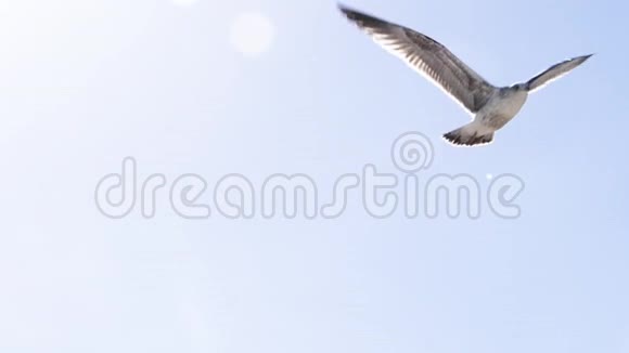 美丽的海鸥缓慢地朝镜头飞去视频的预览图