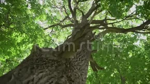 老粗的树皮木质底色纹理橡树树皮粗老式橡木有纹理树皮在公园视频的预览图