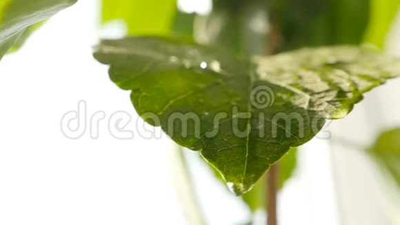 水滴在植物的一片宽叶上特写镜头慢动作视频的预览图