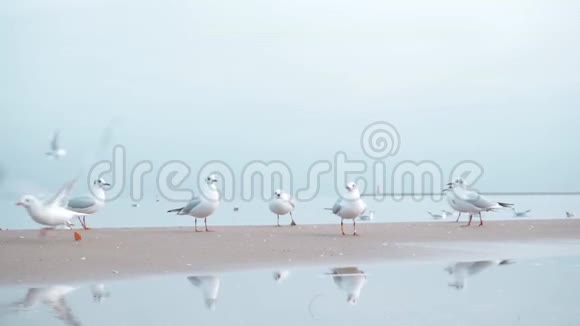 冬天波罗的海的海鸥视频的预览图