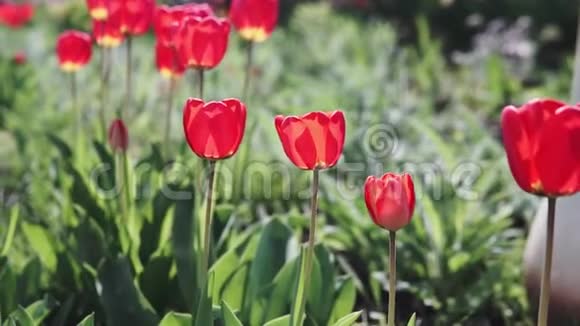 美丽的五颜六色的郁金香花在春天的花园里盛开春季装饰花开花视频的预览图