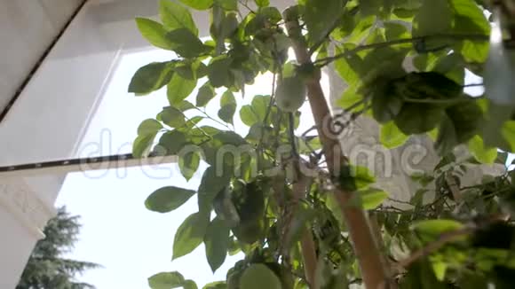 柠檬树视图视频的预览图