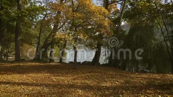 湖岸上的秋树视频的预览图